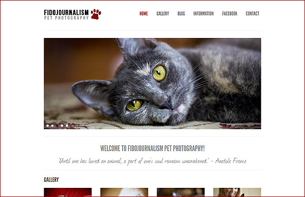 DC, MD, VA Pet Photographer | FidoJournalism Pet Photography